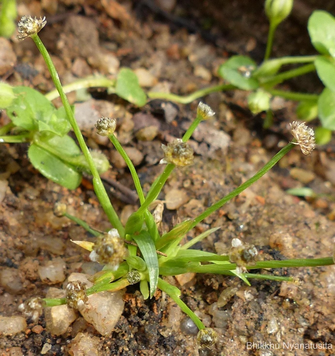 Eriocaulon minimum Lam.